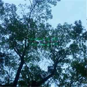 Asayake No Ato - From Now On EP