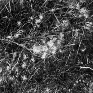 Third_Child - SIC0430