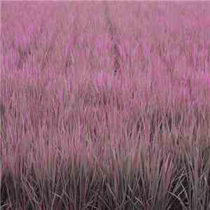 Jim O'Rourke - Steamroom 38
