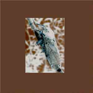 Sarcomere - Tettigarctidae