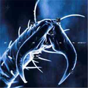 Projet 2501 - Singularity / Kingstone Drug Dub