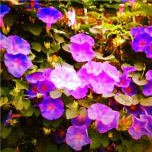 YAGI - Flowers