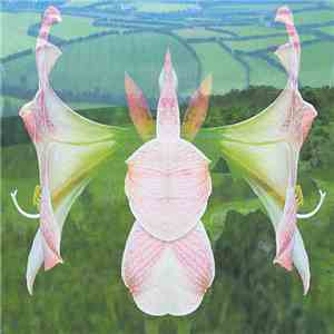 Yunomi - Amaryllis Dream