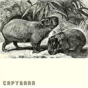 Mikhail Lezin - Capybara