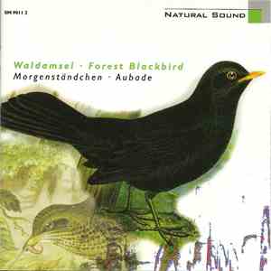 Walter Tilgner - Waldamsel • Forest Blackbird (Morgenständchen • Aubade)