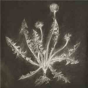 Scott Tuma - Dandelion