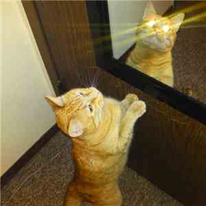 0.10  - Cat