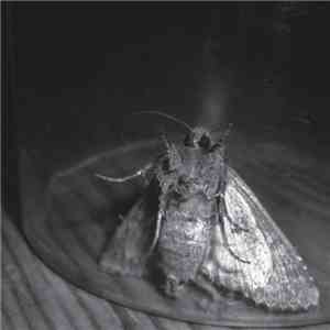Luminance , Psyche - Left Out / Passenger Seat