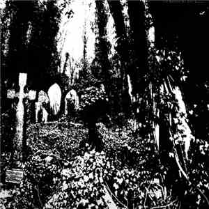 Ivy Garden Of The Desert - Docile