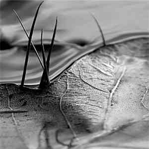 Disturbance - Fencing