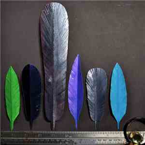 Mete - Birdsong