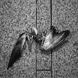 Dead Body Collection - Néant Gris