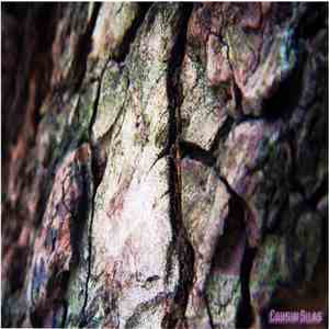Cousin Silas - Twang 6 (Structures)