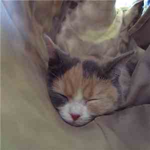 Sanmi - Sweet Dreams