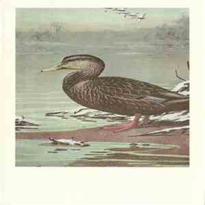 No Artist - Black Duck
