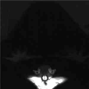 Xanctux - Death