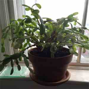 Juliana Hatfield - Christmas Cactus