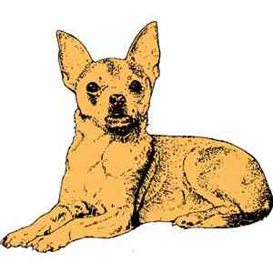 Penny And Ashtray - Petworks