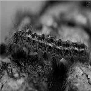 A. Picon - Series
