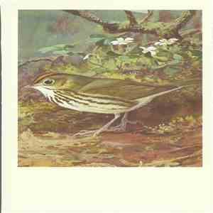 No Artist - Ovenbird