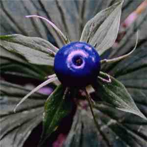 Poo - Paris Quadrifolia