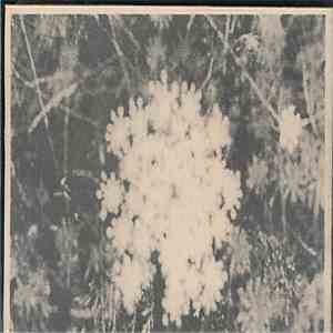 PBK, Vidna Obmana - The Music Of Her Sleep / Towards The Enfolding Flower
