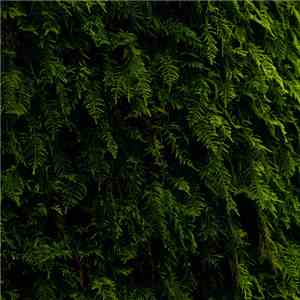 Various - The Wandering II Compilation