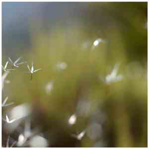 Logreybeam - Rem.Rem