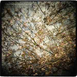 Horse Feathers - Thistled Spring