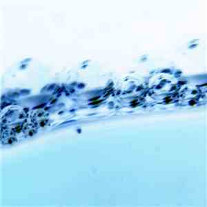 serocell - Liquid Acid