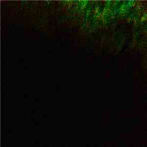 Paul Gonzenbach - Slow Fire Volume 2