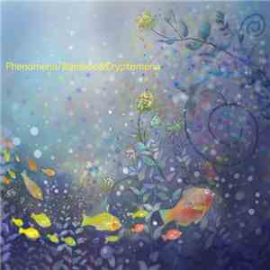 Voile - Phenomena