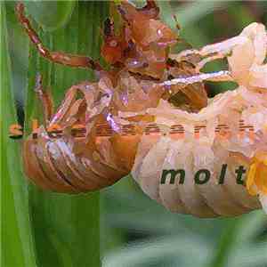 Sleepsearch - Molt