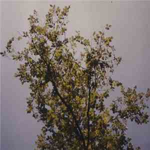 Emped - The Trees Are Empty