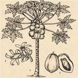 Lega - Papaya