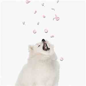 Basenji - Petals